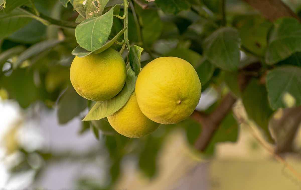 Limone toccasana salute