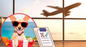 Viaggiare con Fido in aereo: attento a questo dettaglio, rischi enormi per la sua salute