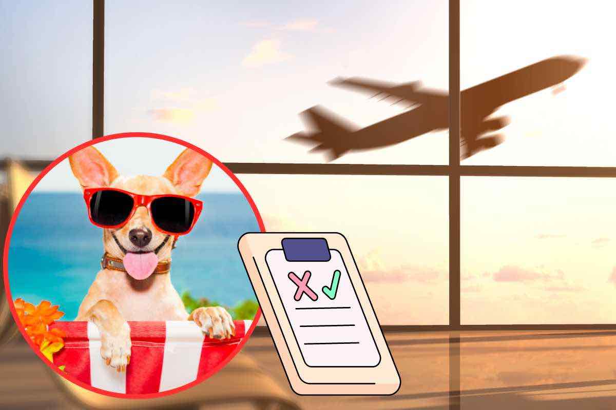 le regole per portare un cane in aereo