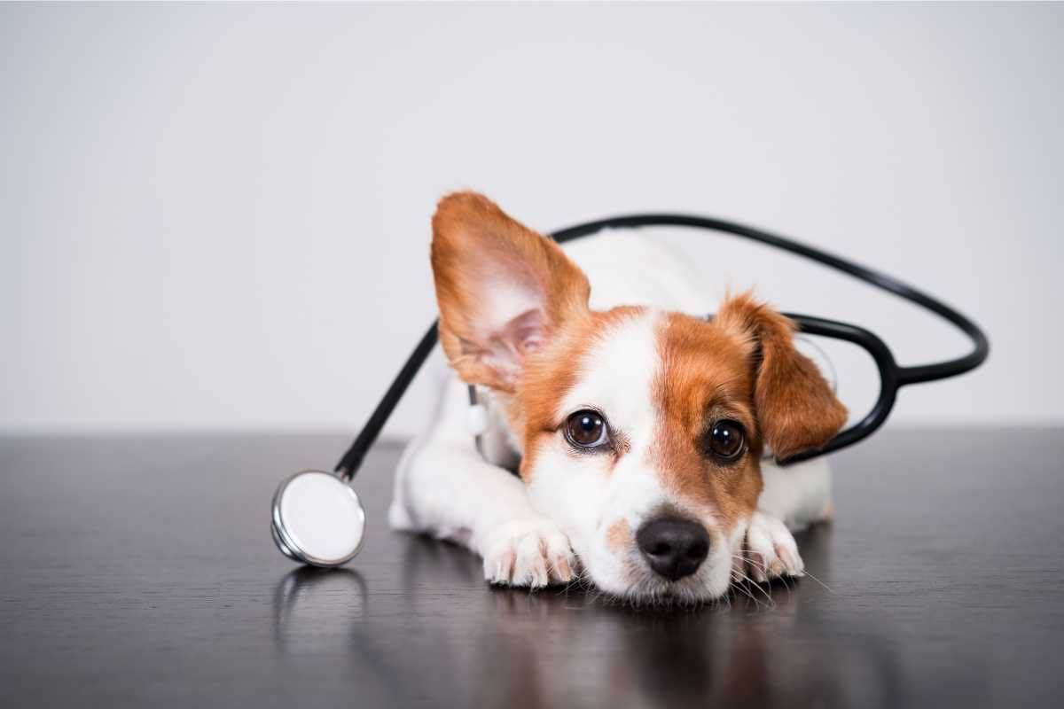 Cane e aereo, quali controlli effettuare prima del volo