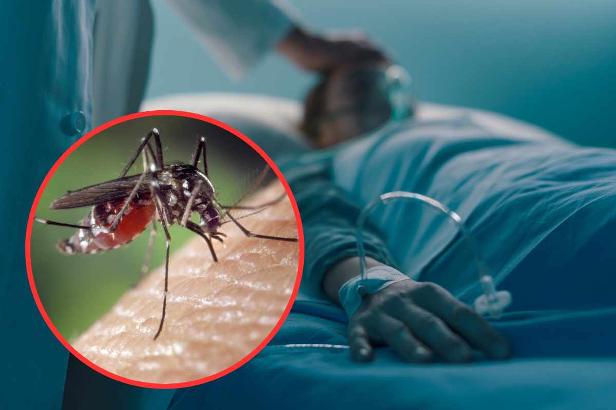 Malattie puntura zanzara